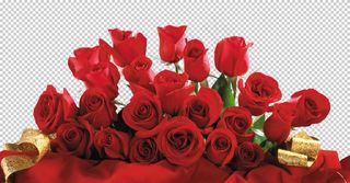 玫瑰花图片