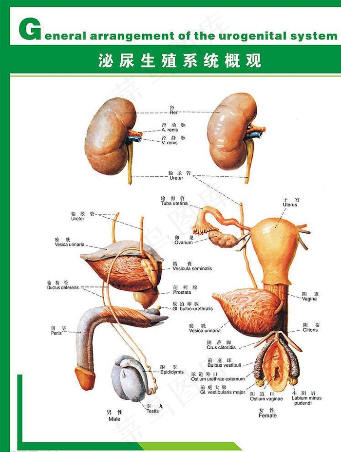 人体科普泌尿生殖系统图片cdr矢量模版下载