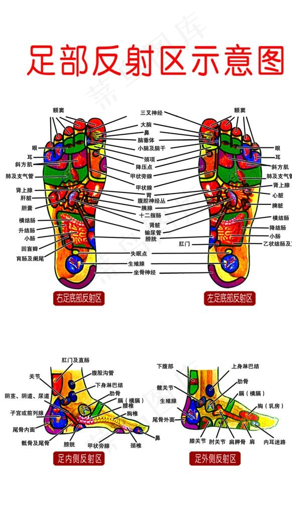 足部穴位图图片psd模版下载