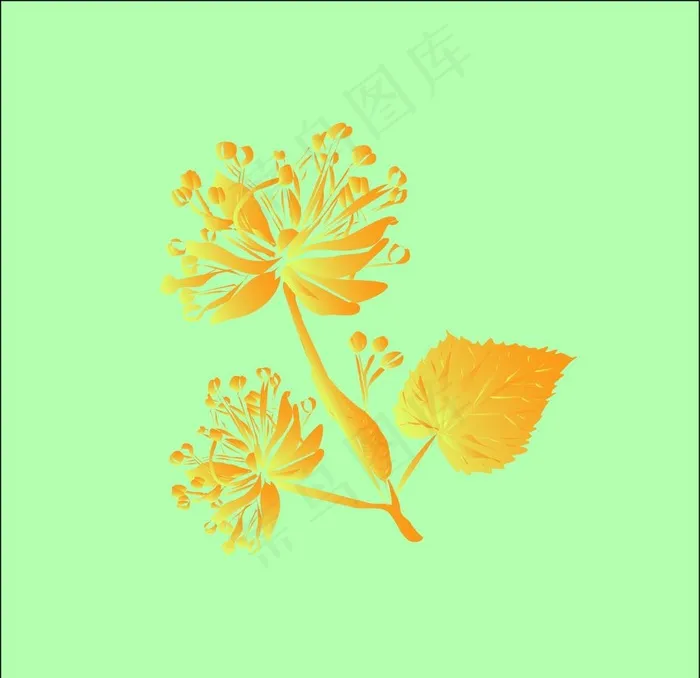 椴树花图片ai矢量模版下载