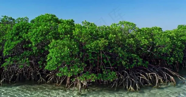 红树林图片