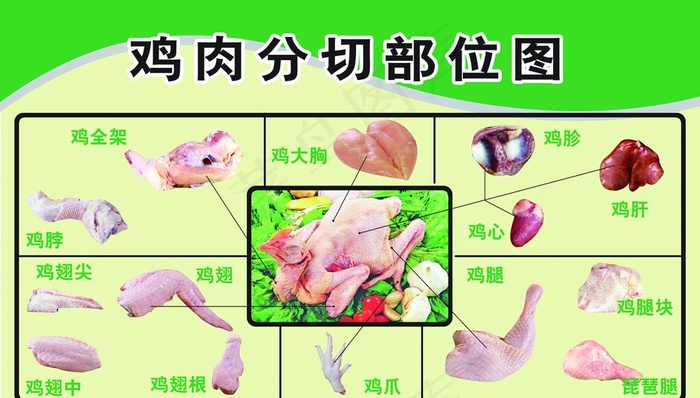 鸡肉分切部位图图片(7874X4724(DPI:100))psd模版下载