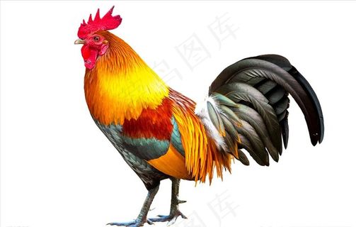 大公鸡图片