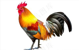 大公鸡图片