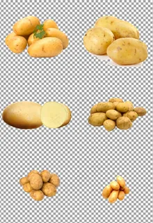 新鲜出土大土豆图片