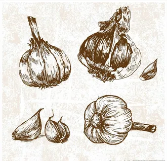 手绘大蒜图片