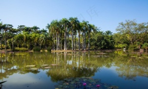 西双版纳热带植物园图片