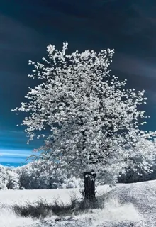 大树图片 大树图片