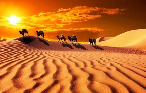 沙漠骆驼图片 沙漠骆驼图片