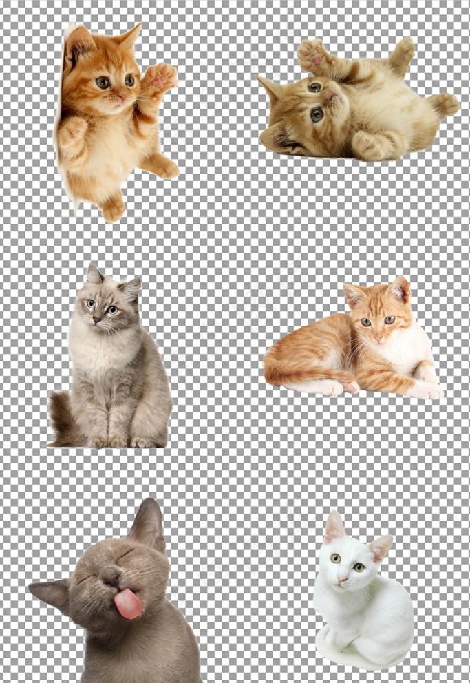 可爱猫咪图片