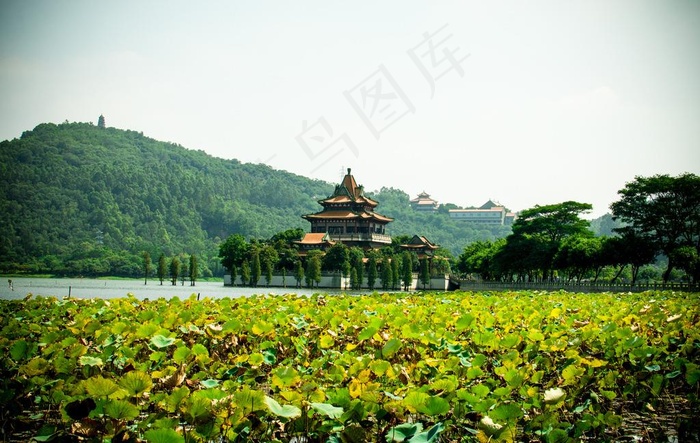 湖中林阁图片
