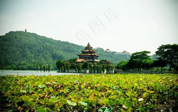 湖中林阁图片