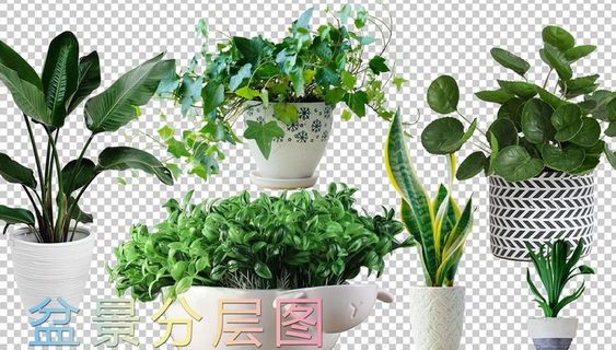 花盆 盆景 绿植图片