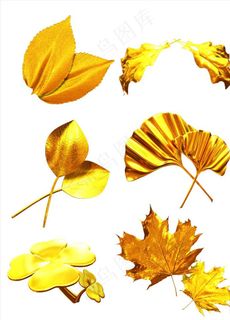 金叶子图片