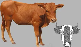 牛图片