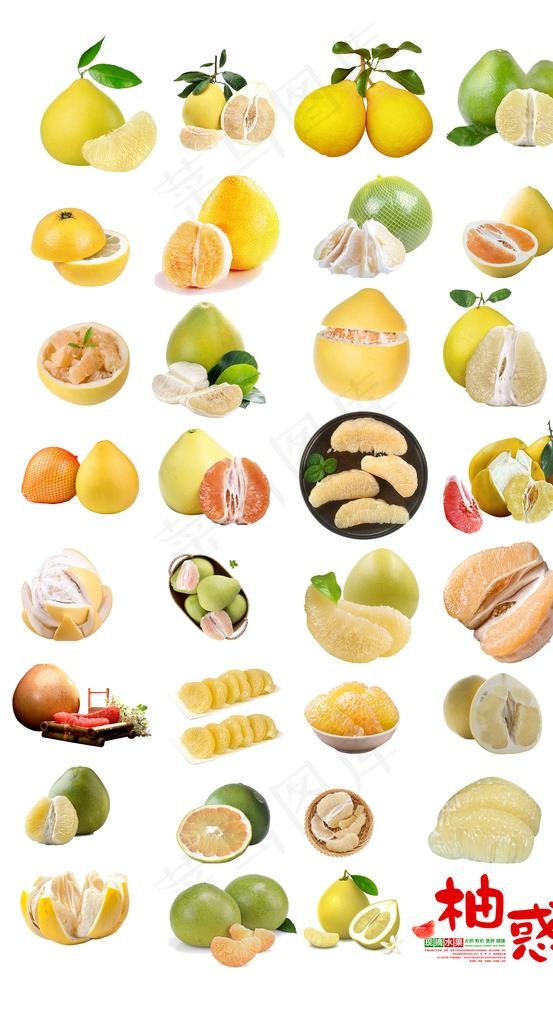 柚子图片