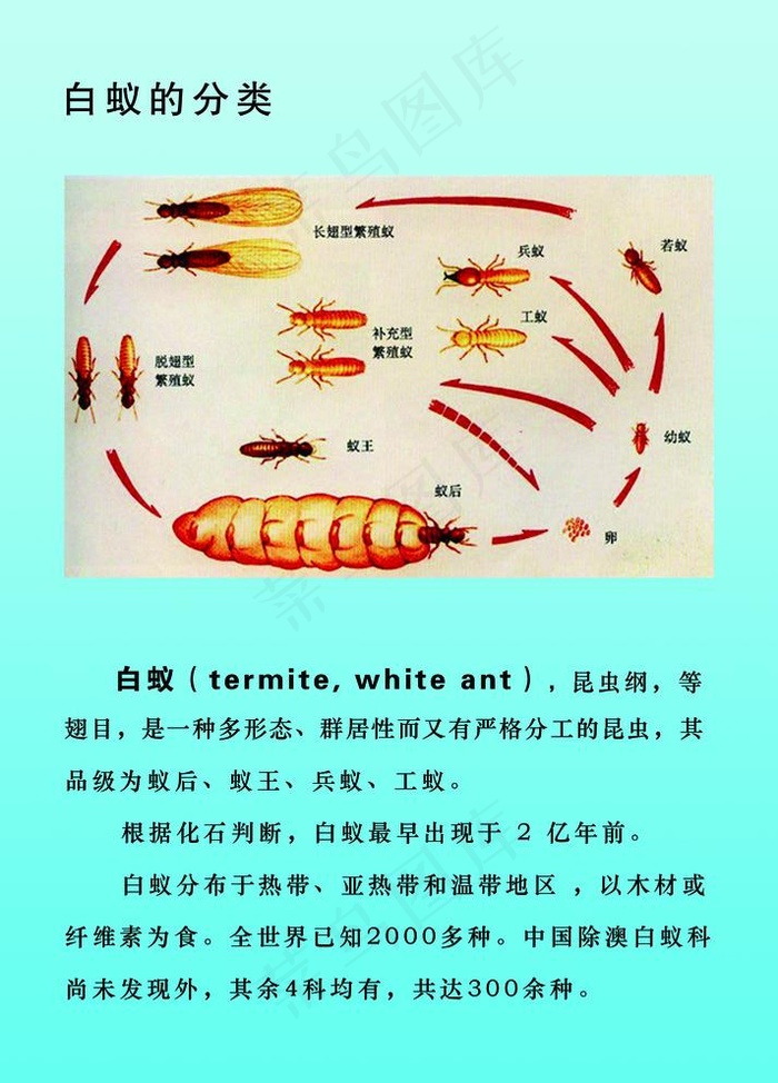 白蚁  笔记本封面图片