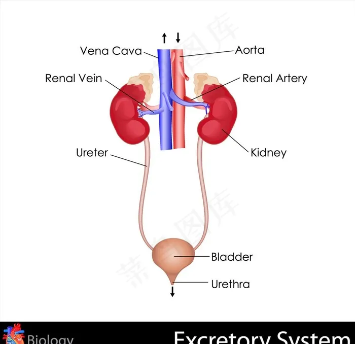 人体解剖学图片ai矢量模版下载