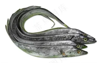 带鱼图片