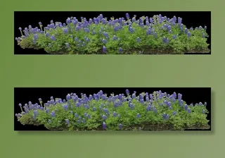 紫色的花 薰衣草 鼠尾草 抠图图片