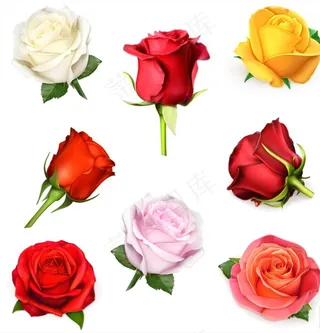 玫瑰花矢量图片