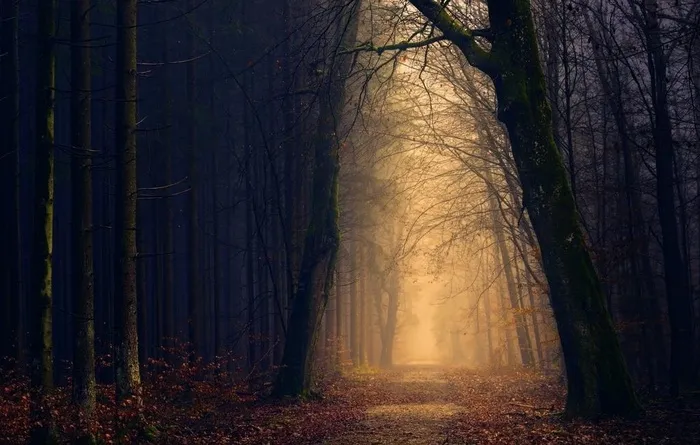 黑暗森林背景图片