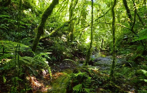 热带雨林图片 热带雨林图片