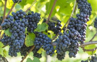 葡萄图片