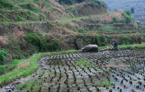 水牛 耕地 耕种图片