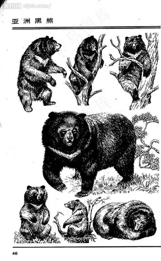画兽谱43 亚洲黑熊图片