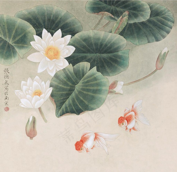 荷花金鱼图片