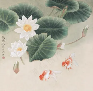 荷花金鱼图片 荷花金鱼图片
