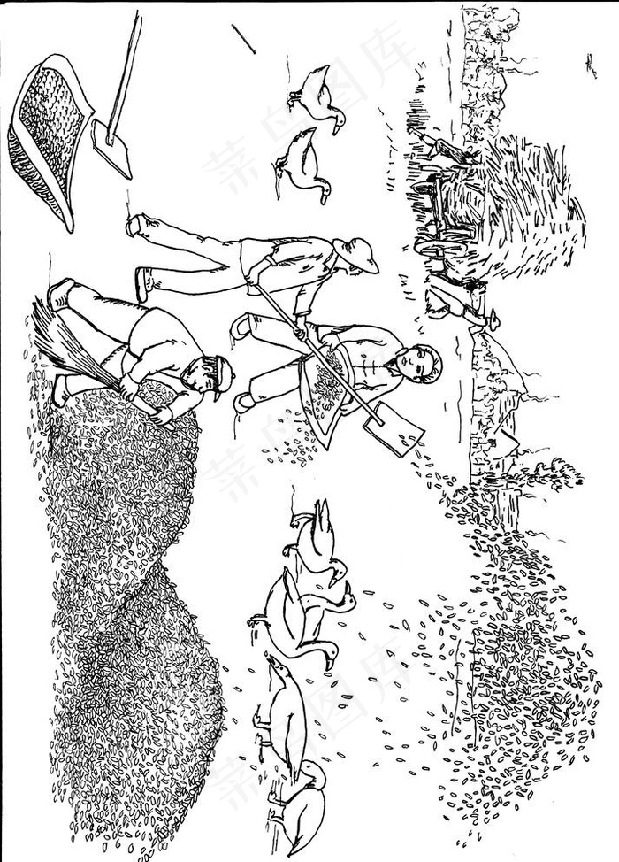 扬场 水稻 丰收 插画图片