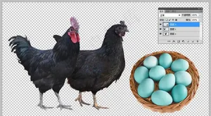 黑乌鸡图片