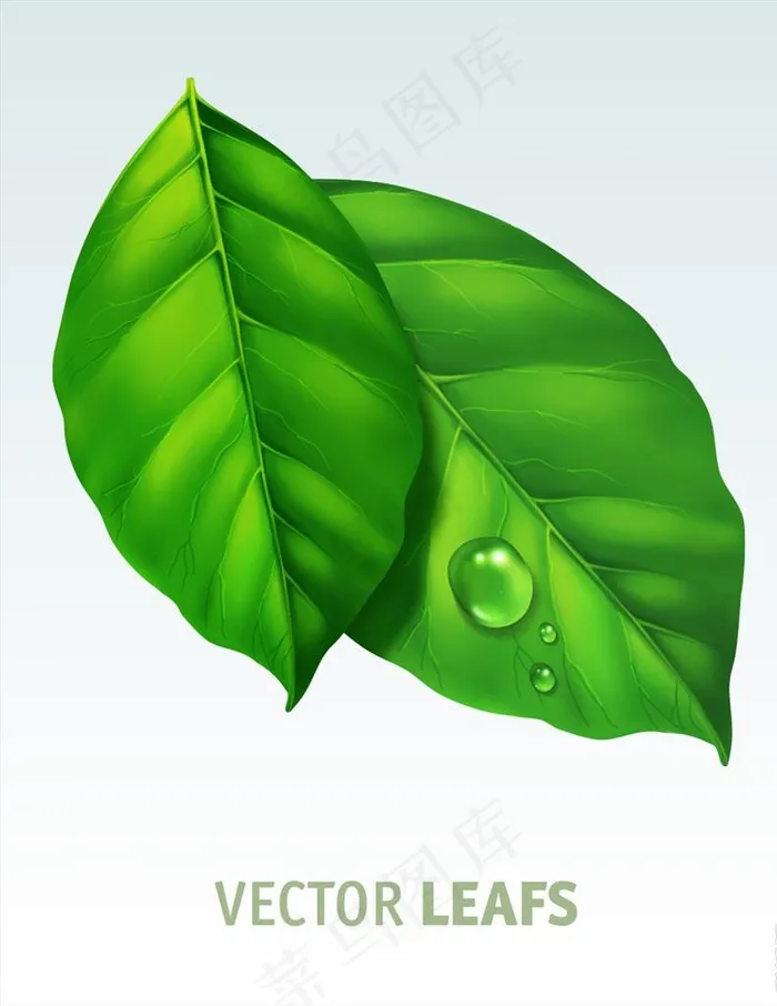 树叶图片ai矢量模版下载