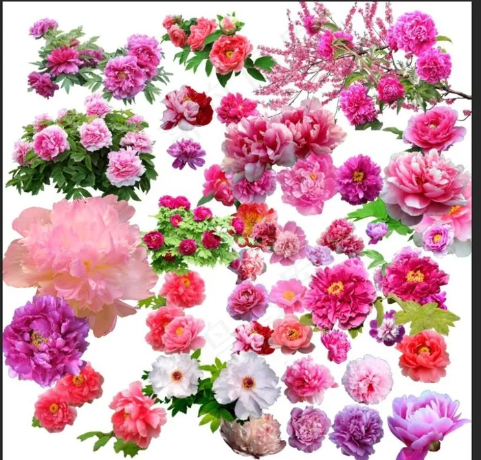 牡丹花素材图片(7087X7087(DPI:300))psd模版下载