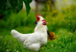 鸡图片