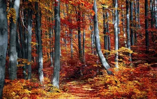 秋天的枫林 枫林秋景图片