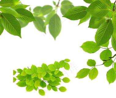 树叶图片