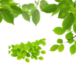 树叶图片