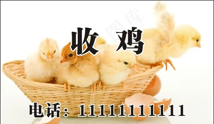 小鸡名片图片cdr矢量模版下载