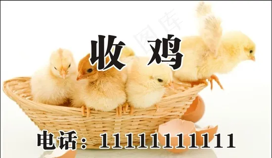 小鸡名片图片