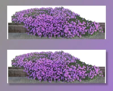 室内室外盆栽 装饰盆栽摆饰 绿图片