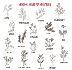 草本植物图片