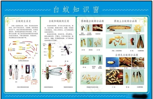 白蚁知识窗挂图图片 白蚁知识窗挂图图片