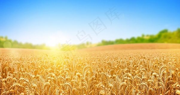 金黄色稻谷丰收麦田背景图片