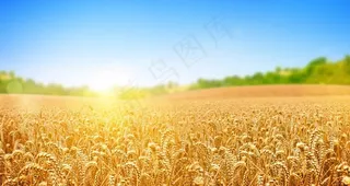 金黄色稻谷丰收麦田背景图片
