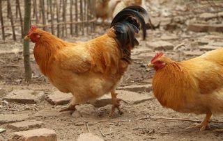 果园走地鸡图片