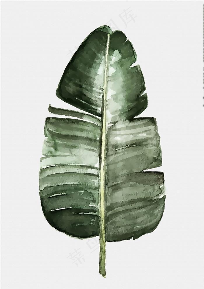 北欧小清新植物叶子图片