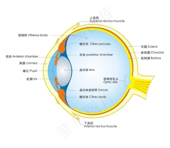 眼睛结构图图片